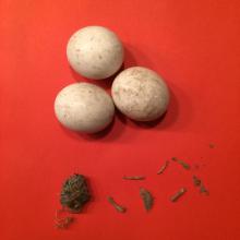 Eieren, braakbal en uitgeplozen braakbal